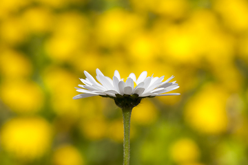 Image showing Dandelions closeup