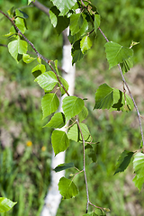 Image showing deciduous tree, spring