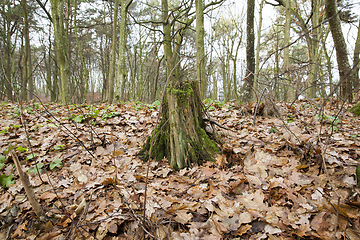 Image showing Covered with moss tree stump close up