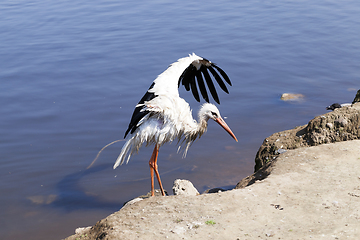 Image showing Stork without wings