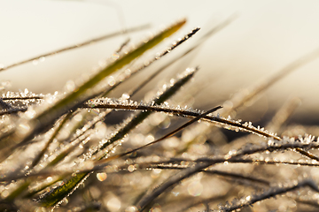 Image showing covered with frost blades of grass