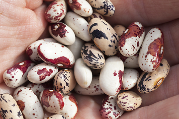 Image showing Colored beans in hand