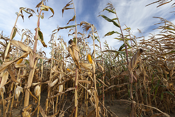 Image showing Mature maize