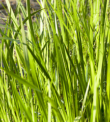 Image showing Grass in the water