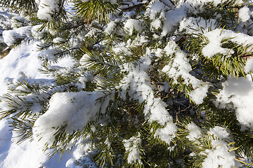 Image showing Pine forest under the snow