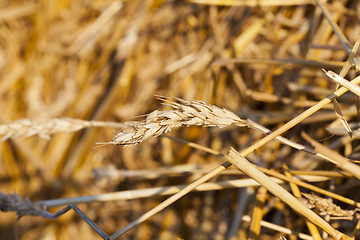 Image showing empty wheat ear