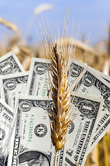 Image showing dollar banknote on wheat ear