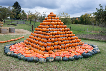 Image showing Autumn harvested pumpkins arranged for fun like pyramid