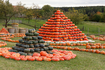 Image showing Autumn harvested pumpkins arranged for fun like pyramid