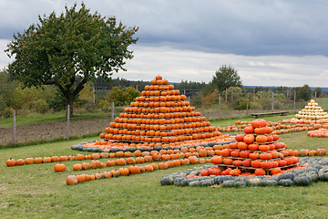 Image showing Autumn harvested pumpkins arranged for fun like pyramid