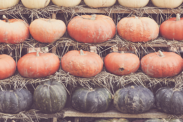 Image showing Autumn harvested pumpkins background