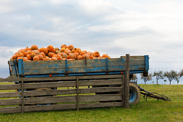 Image showing Autumn harvested pumpkins on carriage in farm