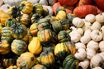 Image showing Autumn harvested pumpkins