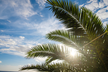 Image showing Palm tree leaves against sunset light