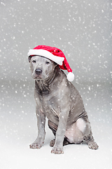 Image showing thai ridgeback puppy in xmas hat