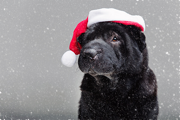 Image showing black shar pei in xmas hat