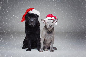 Image showing thai ridgeback puppy and shar pei dog