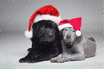 Image showing thai ridgeback puppy and shar pei dog