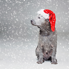 Image showing thai ridgeback puppy in xmas hat