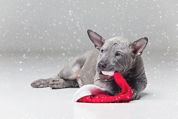 Image showing thai ridgeback puppy biting xmas hat