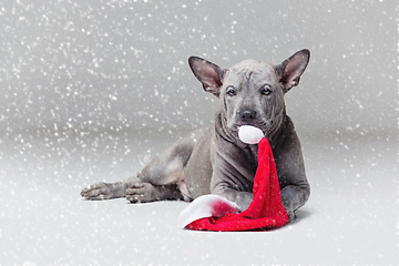 Image showing thai ridgeback puppy biting xmas hat