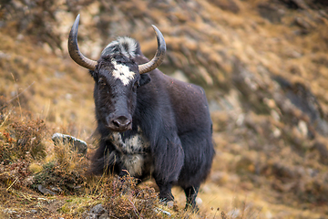 Image showing Yak or nak pasture on grass hills in Himalayas