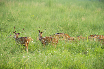 Image showing Sika or spotted deers herd in the elephant grass