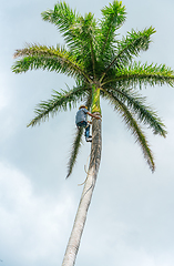 Image showing Adult male climbs coconut tree to get coco nuts