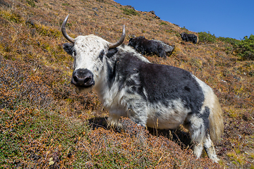 Image showing Yak or nak pasture on grass hills in Himalayas