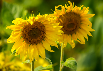 Image showing Sunflower and bees in the garden