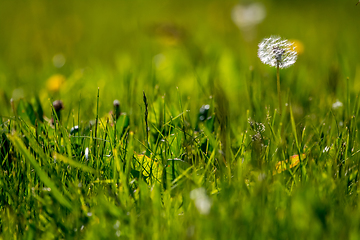 Image showing White dandelion flowers in green grass.