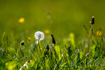 Image showing White dandelion flowers in green grass.