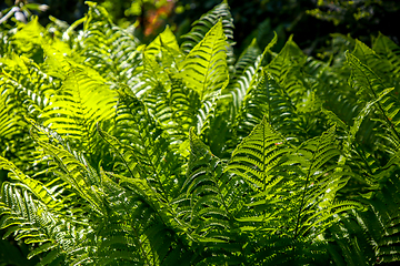 Image showing Green fern leaves as background.