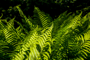 Image showing Green fern leaves as background.