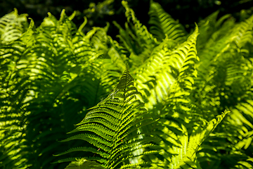 Image showing Green fern leaves as background.