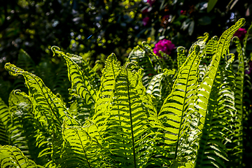 Image showing Green fern leaves as background.