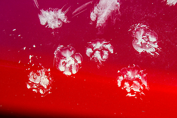 Image showing Cat footprints on red car. 