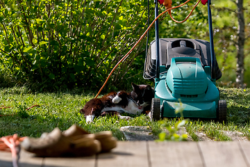 Image showing Cat sleeping at the lawnmower. 