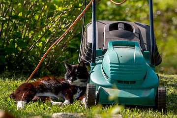 Image showing Cat sleeping at the lawnmower. 