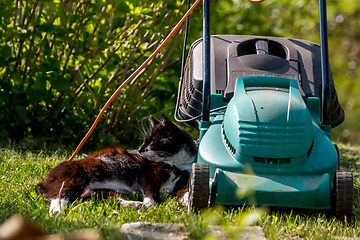 Image showing Cat sleeping at the lawnmower. 
