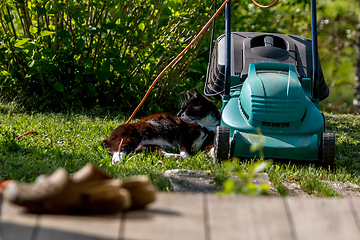 Image showing Cat sleeping at the lawnmower. 