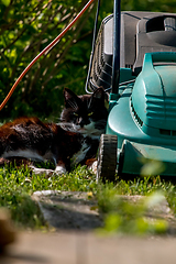 Image showing Cat sleeping at the lawnmower. 