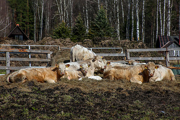 Image showing Cows in farm on paddock in Latvia