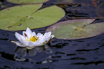 Image showing White water lily in water.