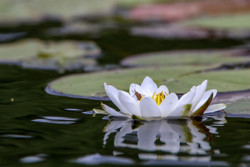 Image showing White water lily in water.
