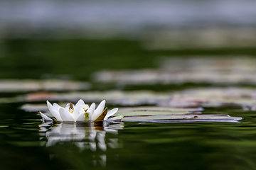 Image showing White water lily in water.