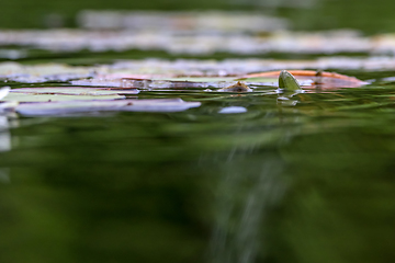 Image showing White water lilies in river.