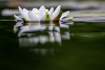 Image showing White water lily in water.