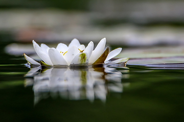 Image showing White water lily in water.