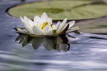 Image showing White water lily in water.